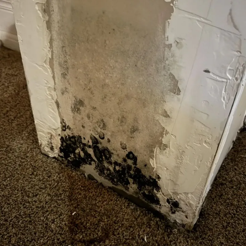 Professional Mold Removal in Washington, VT